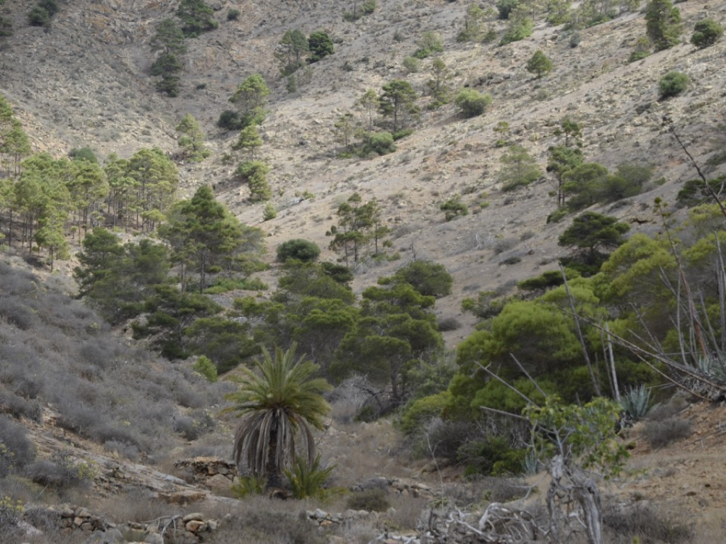 Imagen de zona reforestada en Fuerteventura