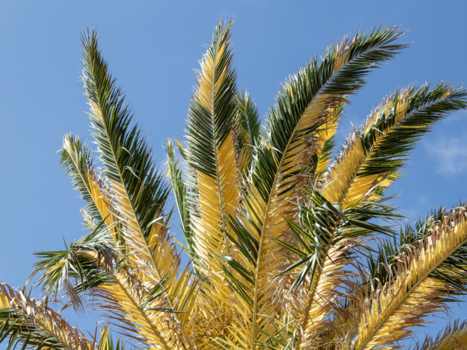 Fotografia palmera bicolor de mirca