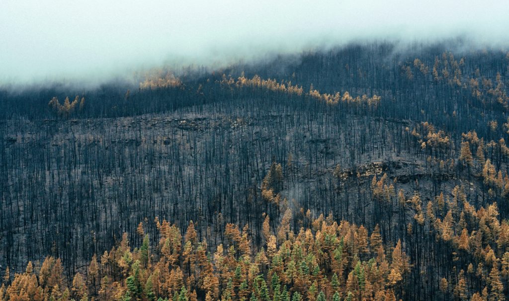 Efectos de un incendio Incendio forestal en pinar